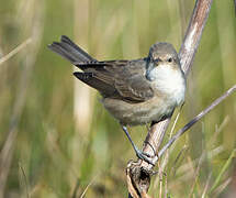 Barred Warbler