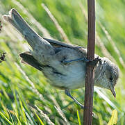 Barred Warbler