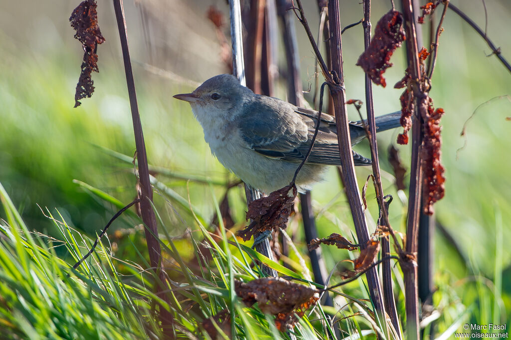 Fauvette épervière1ère année, identification