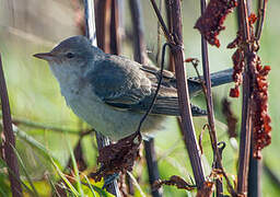 Barred Warbler