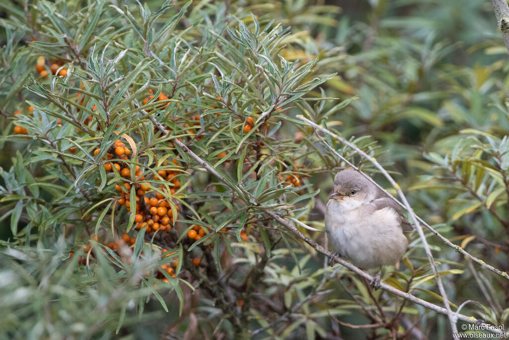 Fauvette épervière