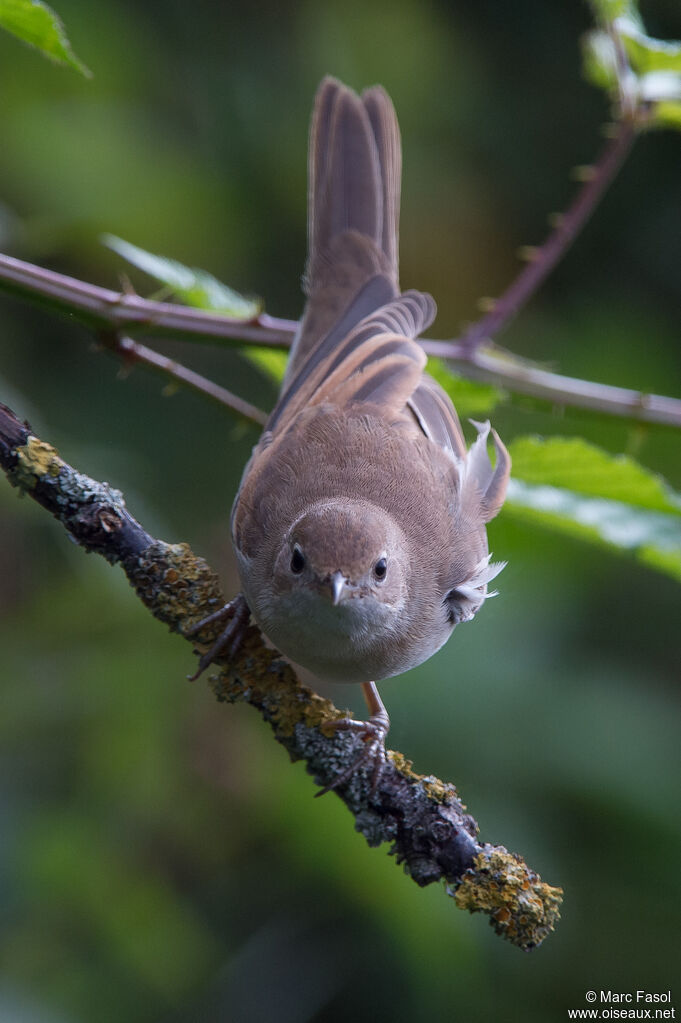 Fauvette grisette femelle adulte, identification