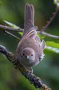 Common Whitethroat