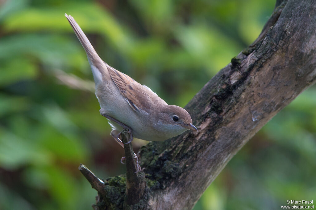 Common Whitethroatjuvenile