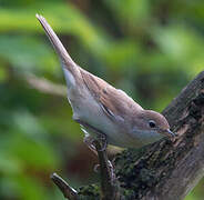 Common Whitethroat