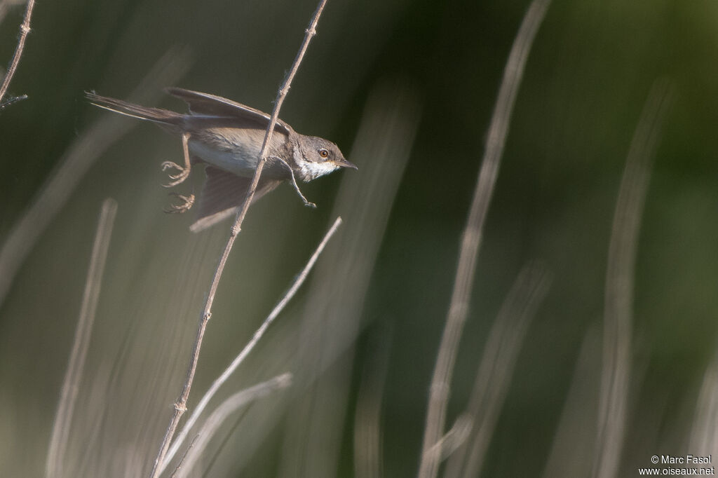 Common Whitethroatadult, Flight