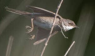 Common Whitethroat