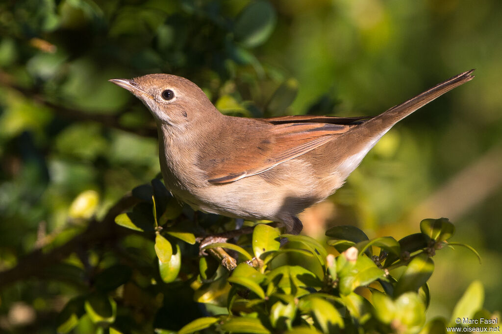 Common WhitethroatFirst year