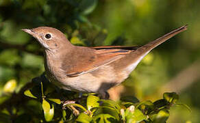 Common Whitethroat