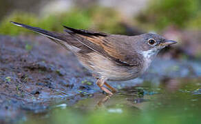 Common Whitethroat