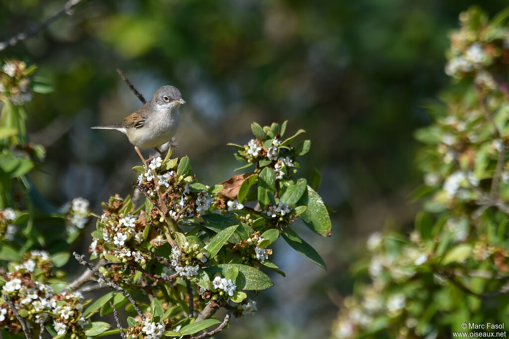 Common Whitethroatadult breeding, identification