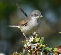 Common Whitethroat