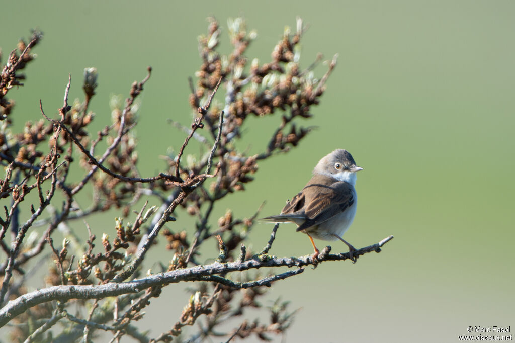 Fauvette grisette mâle adulte, identification