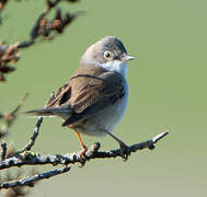 Common Whitethroat