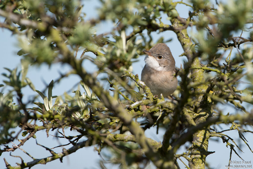 Common Whitethroatadult, identification