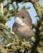 Common Whitethroat