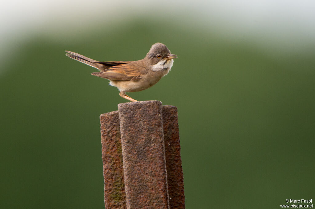 Common Whitethroatadult, identification