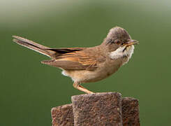 Common Whitethroat