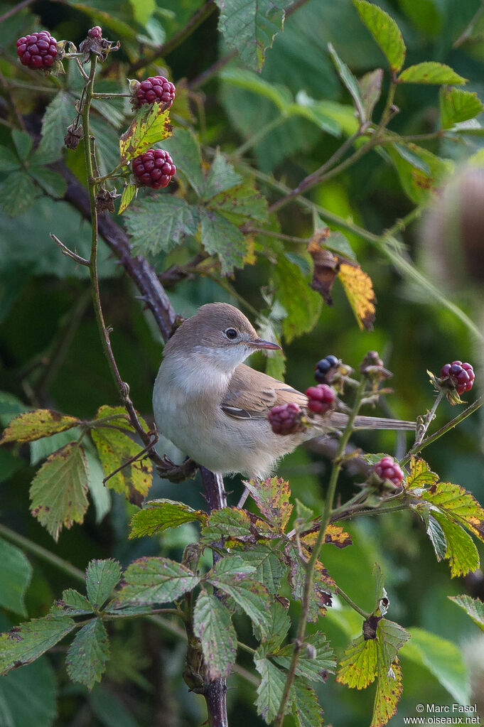 Common Whitethroat female adult