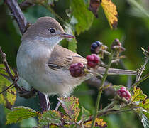 Common Whitethroat