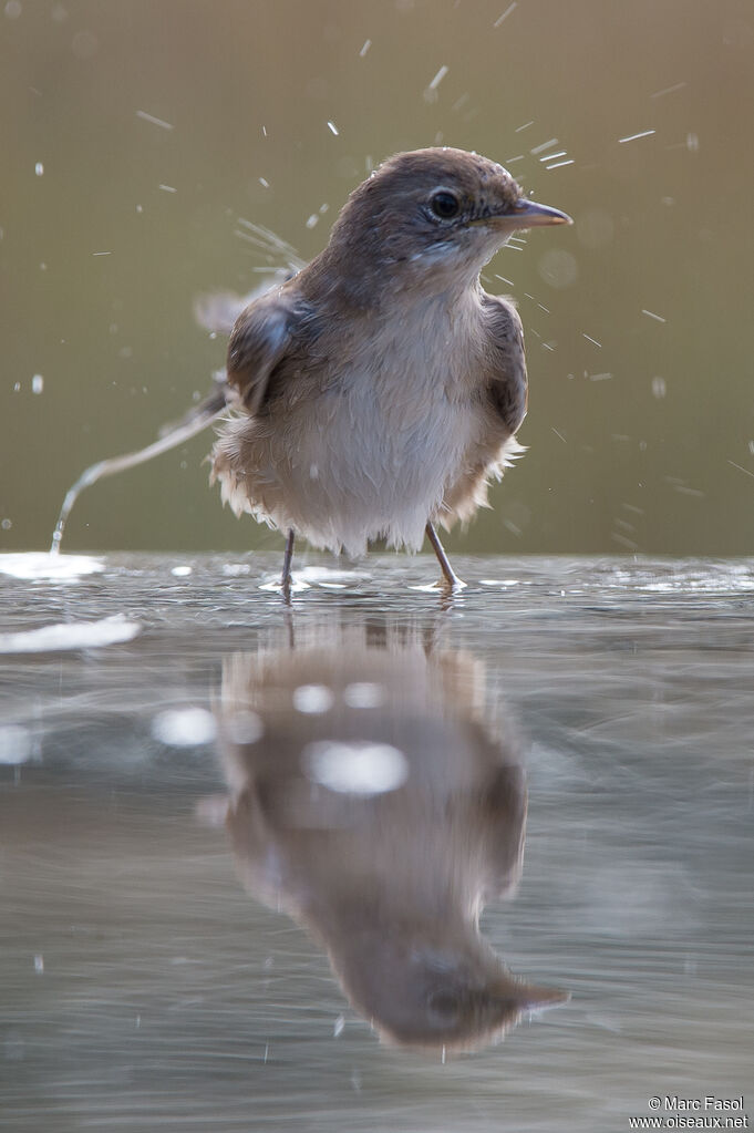 Common Whitethroat female adult, care