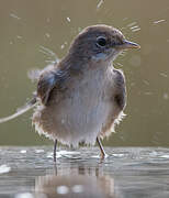 Common Whitethroat