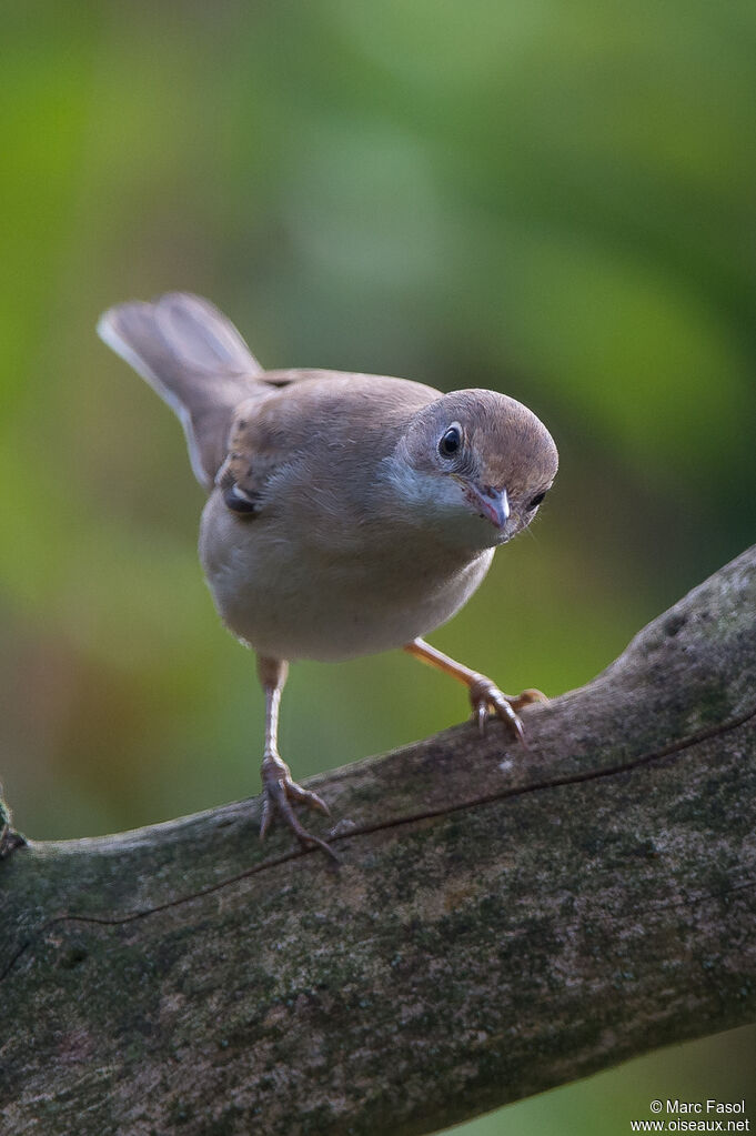 Common Whitethroatjuvenile, identification