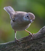 Common Whitethroat