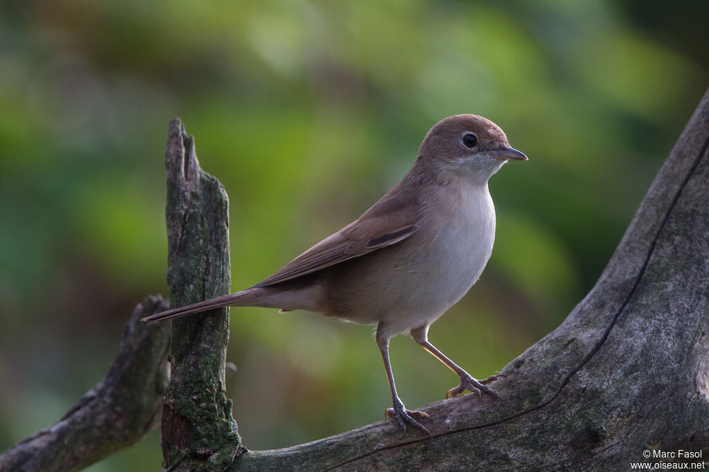 Common Whitethroatjuvenile, identification