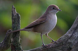 Common Whitethroat