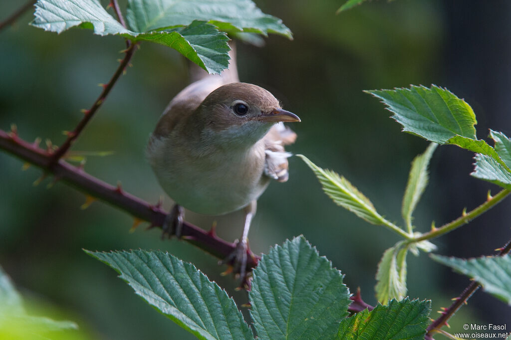 Common Whitethroat female, habitat