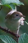 Common Whitethroat