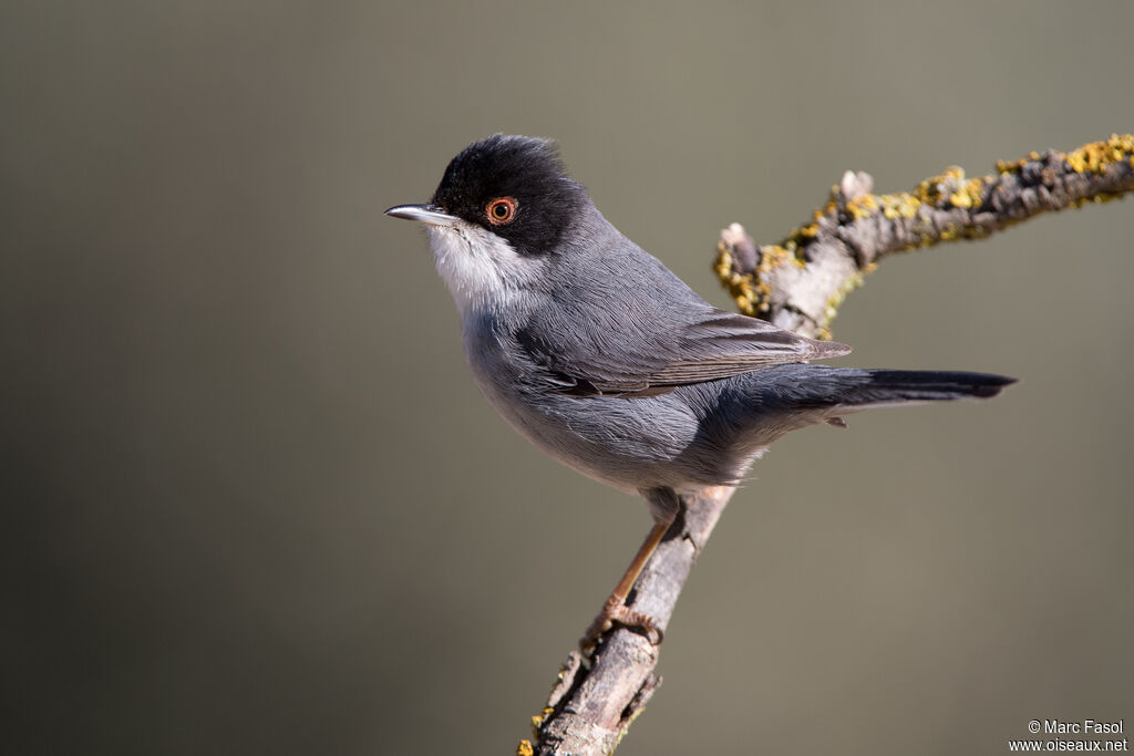 Sardinian Warbler male adult, identification