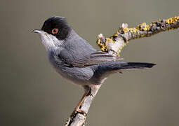 Sardinian Warbler