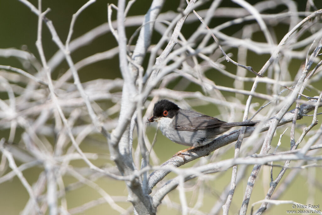 Sardinian Warbler male, adult, identification, feeding, fishing/hunting