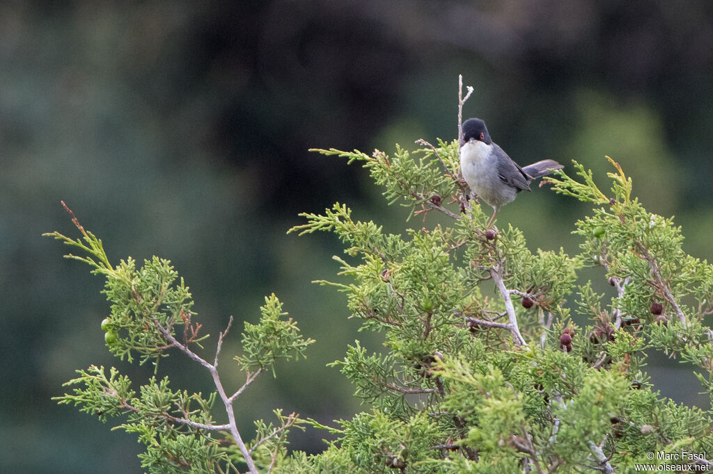 Sardinian Warbler male, adult, identification