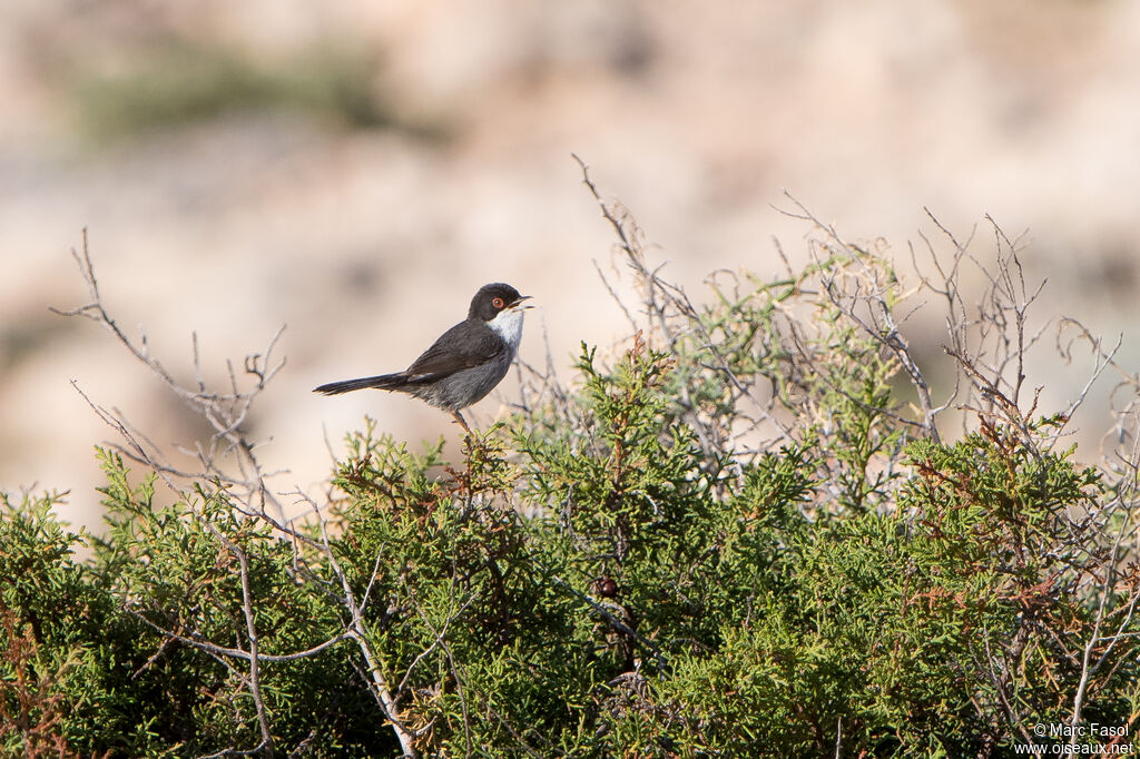 Sardinian Warbler male, adult, identification, song