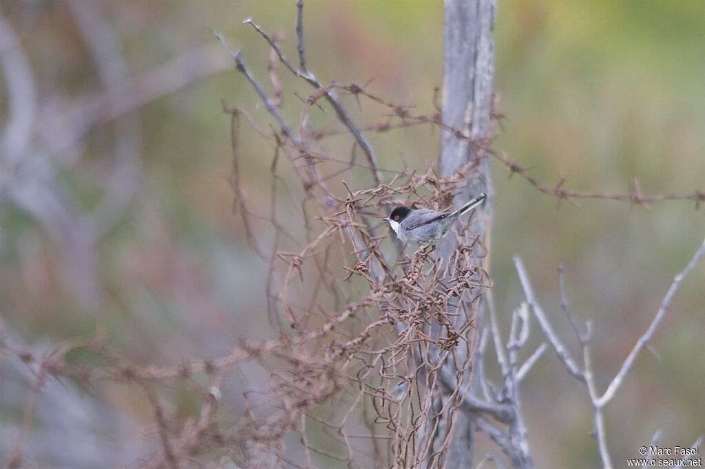 Sardinian Warbleradult, identification