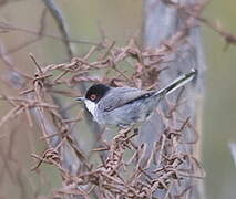 Sardinian Warbler