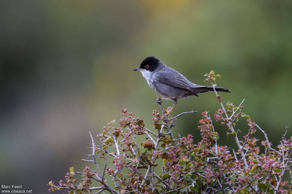 Sardinian Warbler male adult breeding, habitat, Behaviour