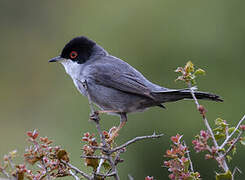 Sardinian Warbler