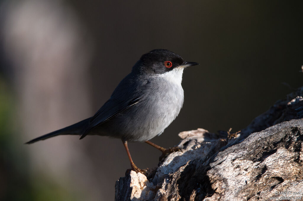 Sardinian Warbler male adult, identification