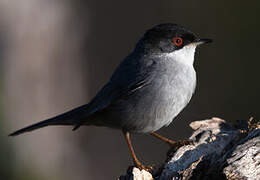 Sardinian Warbler