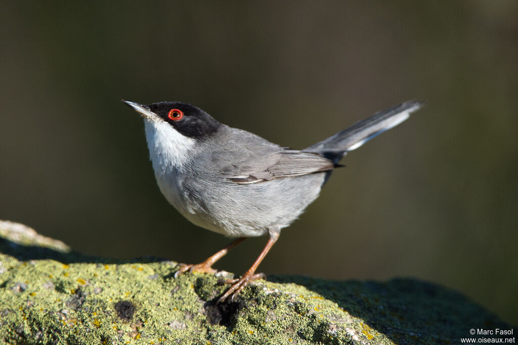 Sardinian Warbler male adult, identification