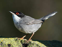 Sardinian Warbler