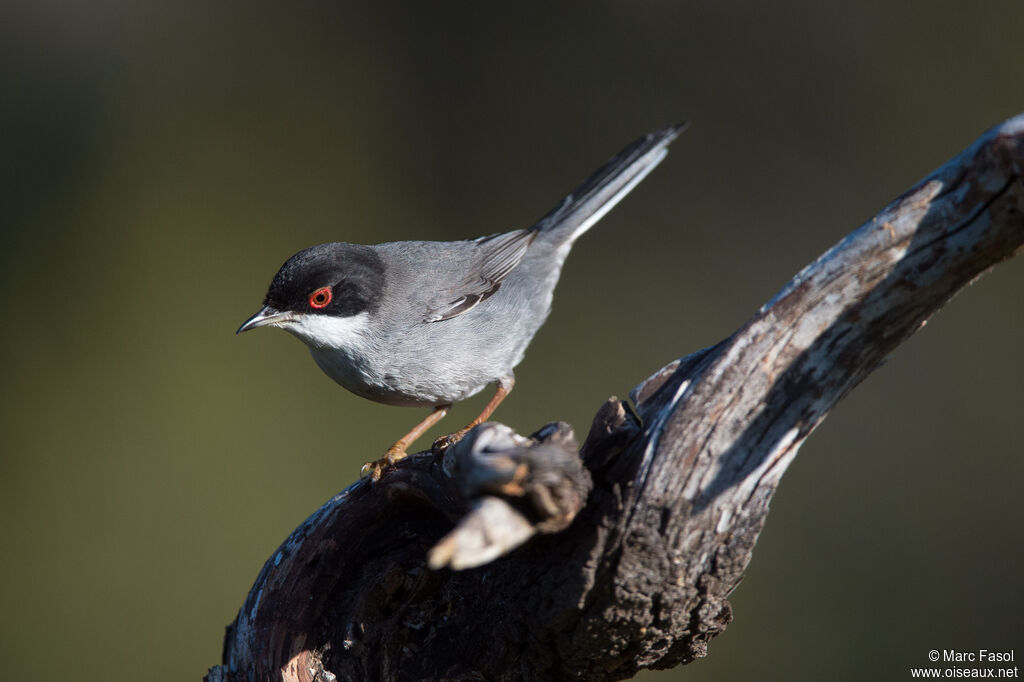 Sardinian Warbler male adult, identification