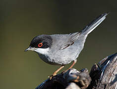 Sardinian Warbler