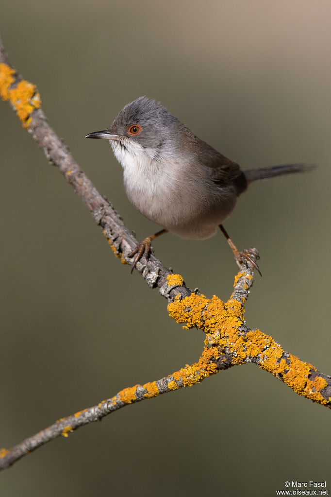 Sardinian Warbler female adult, identification