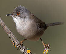 Sardinian Warbler