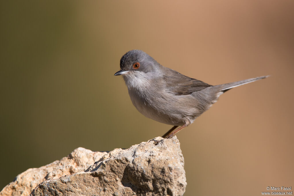 Sardinian Warbler female adult, identification